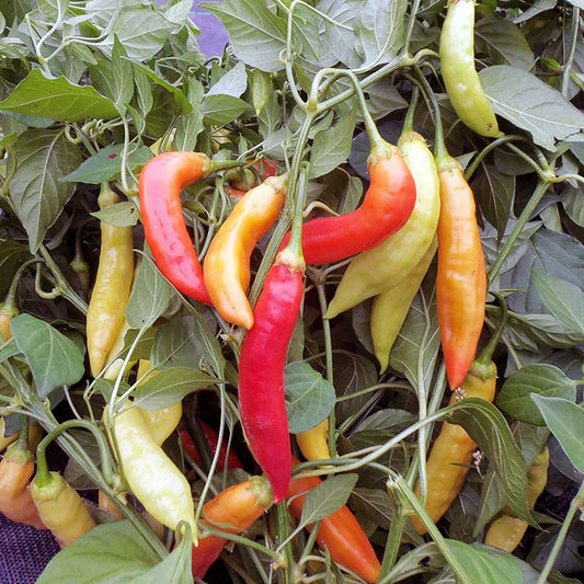 Pepper (Hot) 'Challeano' - Seed Savers Exchange - Organic