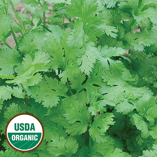 Cilantro - Seed Savers Exchange - Organic