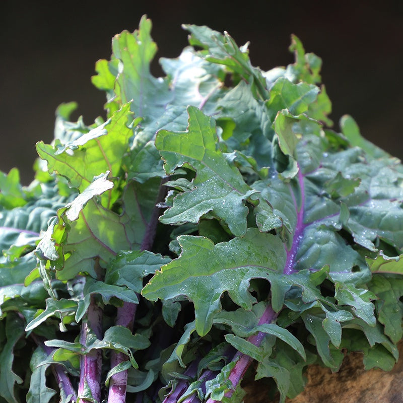 Kale 'Greenpeace' - Seed Savers Exchange - Organic