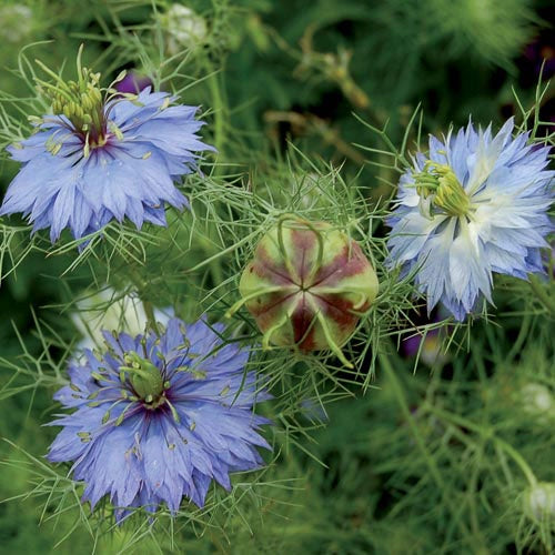 Love in a Mist 'Miss Jekyll' - Seed Savers Exchange