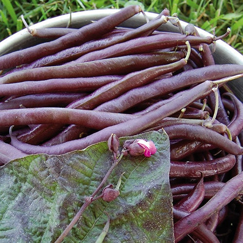 Bean (Bush) 'Royalty Purple Pod' - Seed Savers Exchange