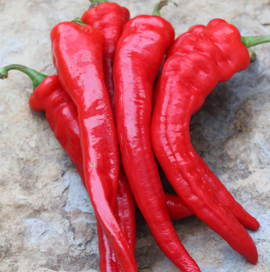 Pepper (Hot) 'Hot Portugal' - Seed Savers Exchange-Organic