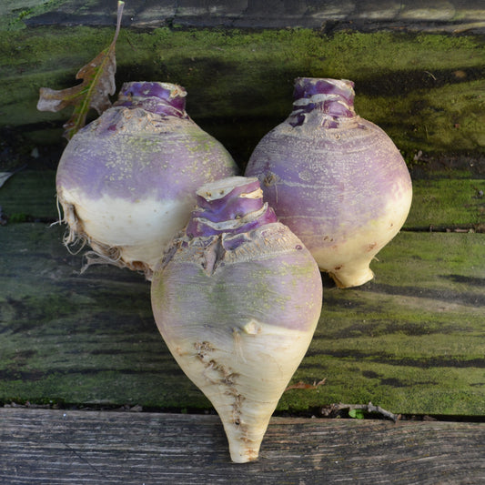 Rutabaga 'Tipperary' - Seed Savers Exchange