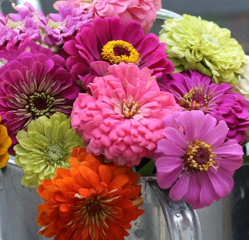 Zinnia 'SSE Mix' - Seed Savers Exchange