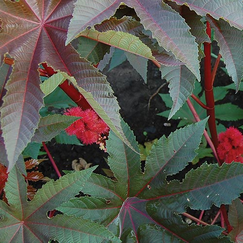 Castor Bean 'Gibsonii' - Seed Savers Exchange