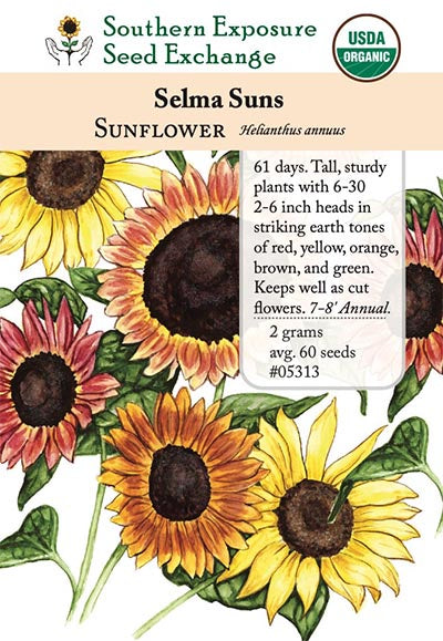 Sunflower 'Selma Suns' - Southern Exposure Seed Exchange - Organic