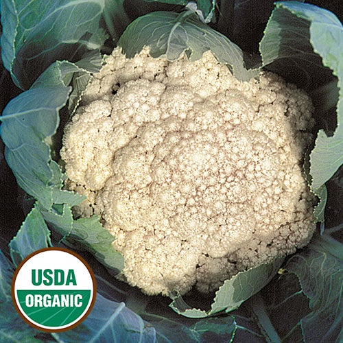 Cauliflower 'Early Snowball' - Seed Savers Exchange - Organic