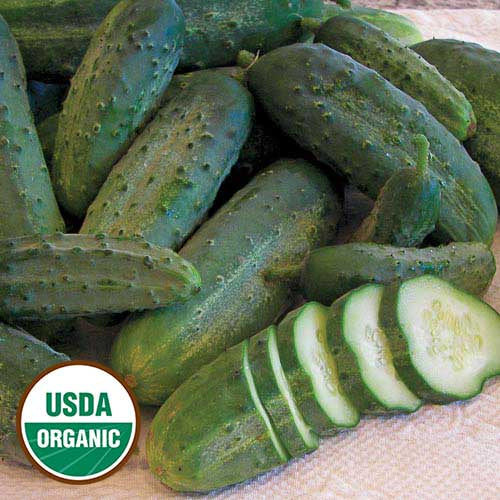 Cucumber 'Snow's Fancy Pickling' - Seed Savers Exchange - Organic