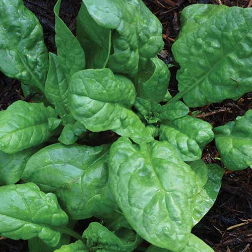 Spinach 'America' - Seed Savers Exchange