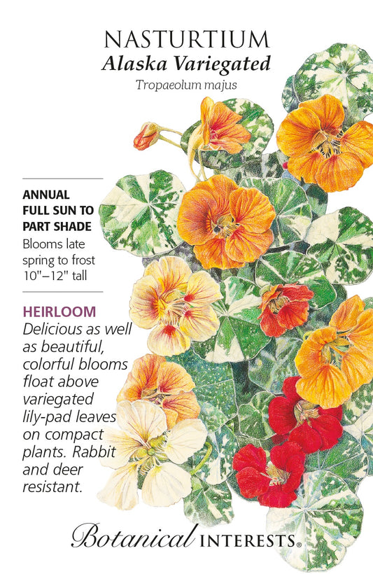 Nasturtium 'Alaska Variegated' - Botanical Interests®