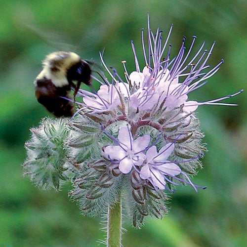 Bee’s Friend - Seed Savers Exchange