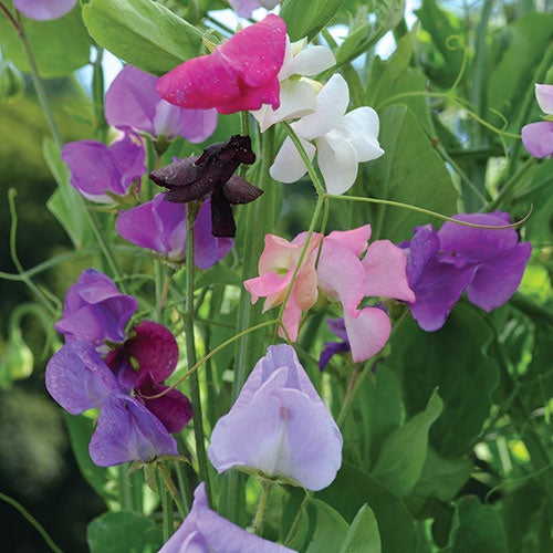 Sweet Pea 'Grandiflora Mixture' - Seed Savers Exchange