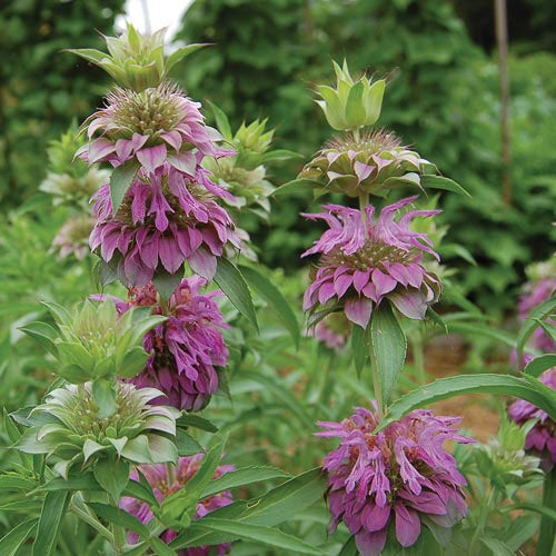 Mint 'Lemon Mint' - Seed Savers Exchange