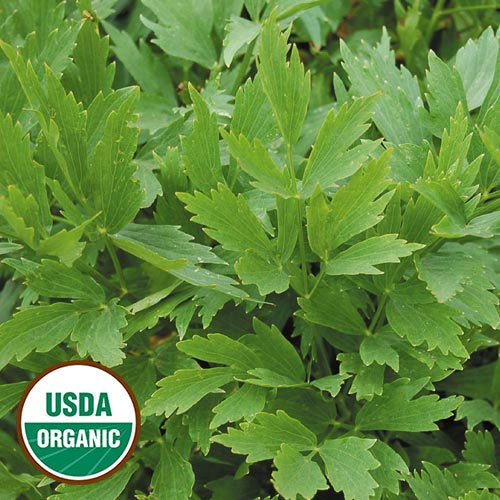 Lovage - Seed Savers Exchange