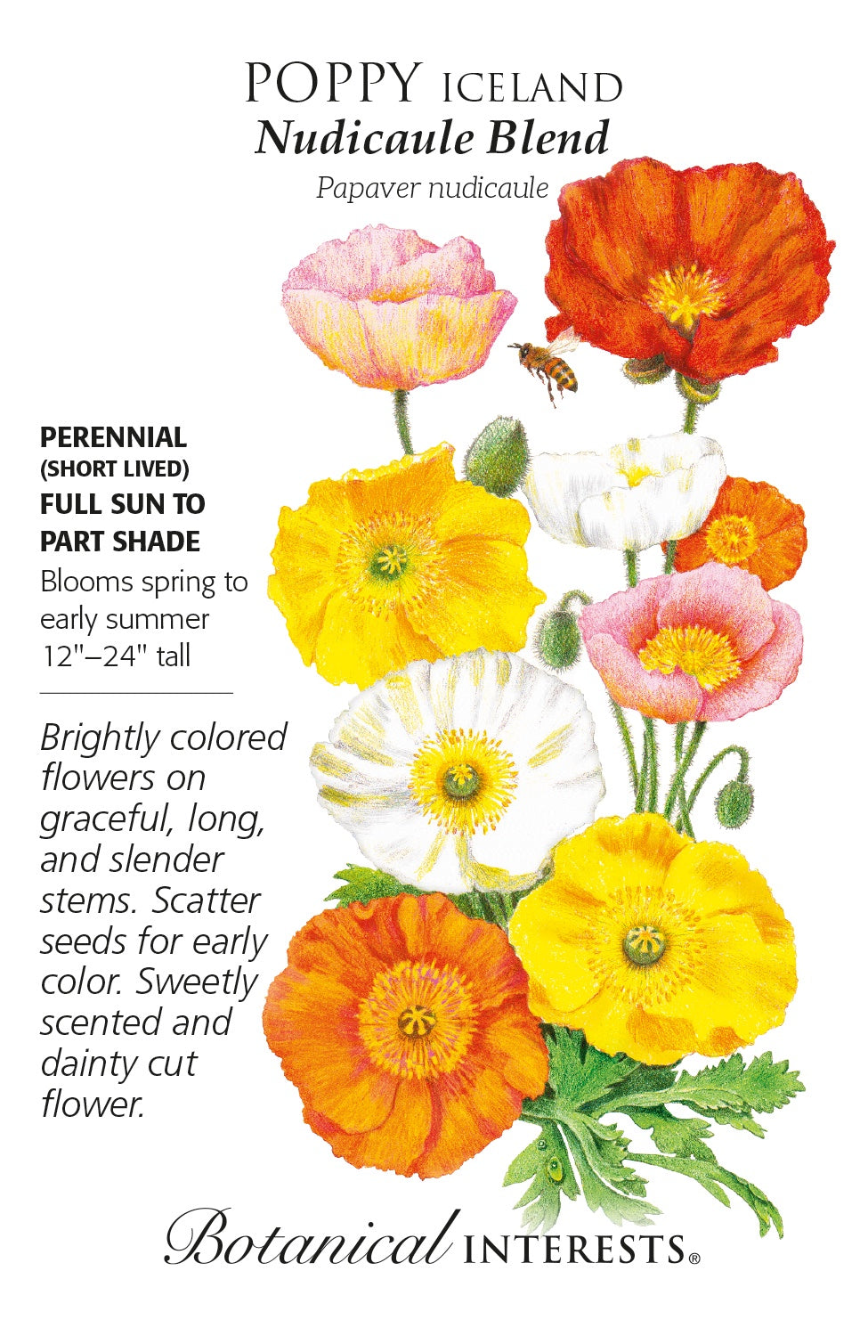 Poppy (Iceland) 'Nudicaule Blend' - Botanical Interests®