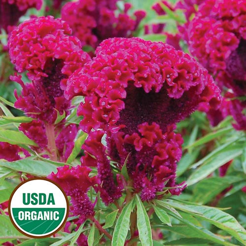 Celosia 'Amish Cockscomb' - Seed Savers Exchange - Organic