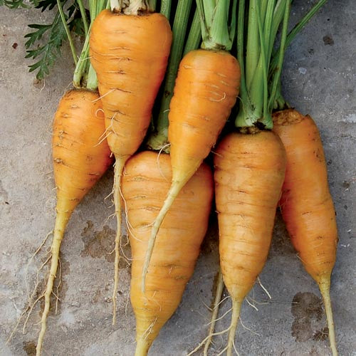 Carrot 'Oxheart' - Seed Savers Exchange