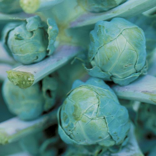 Brussels Sprouts 'Long Island Improved' - Seed Savers Exchange
