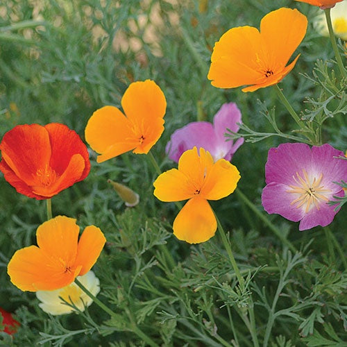 Poppy 'California Mix' - Seed Savers Exchange