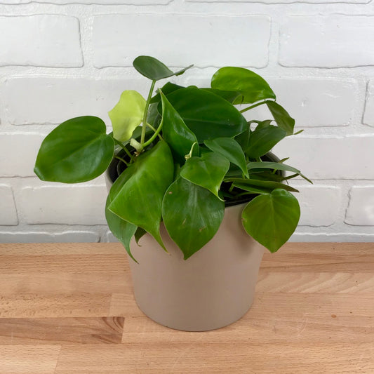 Philodendron cordatum - 6in - LB