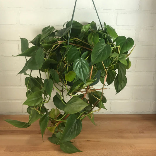 Hanging Basket - Philodendron Cordatum - 8in - LB