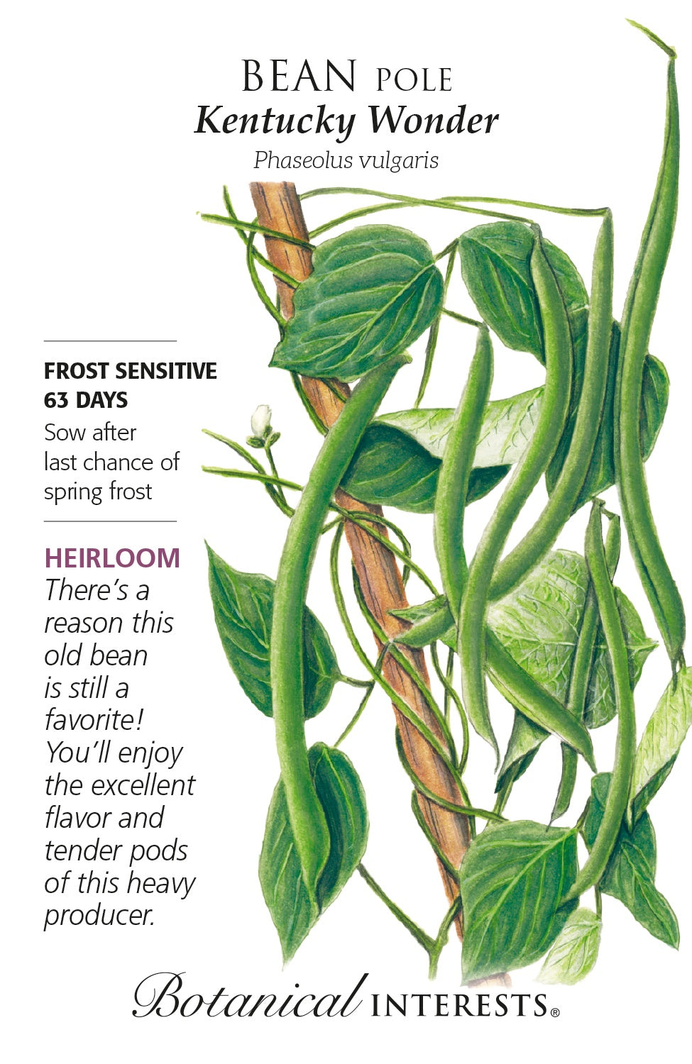 Bean (Pole) 'Kentucky Wonder' - Botanical Interests®
