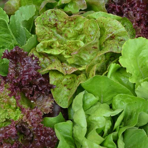 Lettuce 'Seed Savers Mix' - Seed Savers Exchange