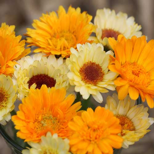 Calendula Mix - Seed Savers Exchange