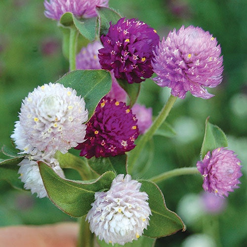 Gomphrena/Globe Amaranth - Seed Savers Exchange