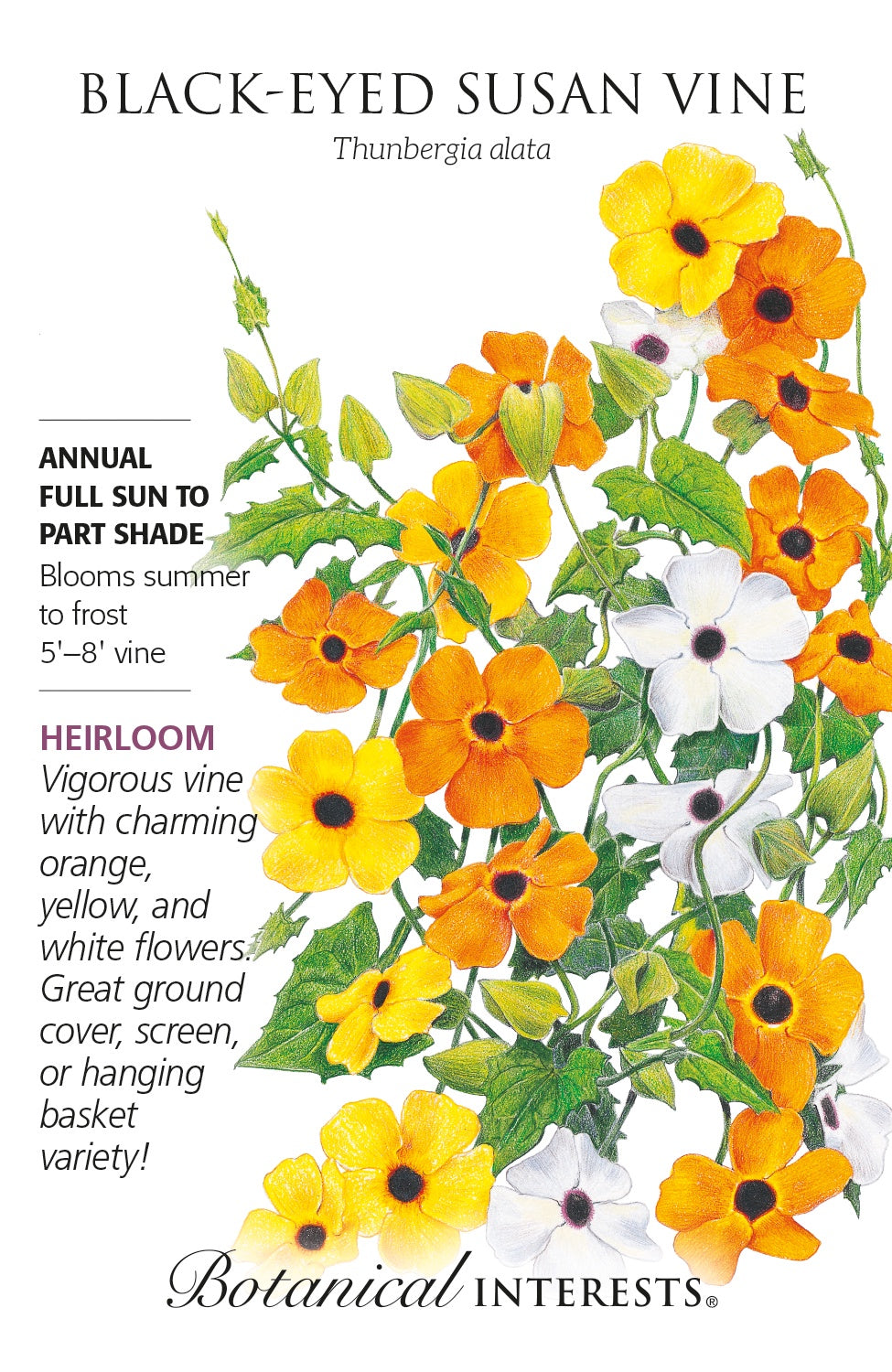 Black-Eyed Susan Vine - Botanical Interests®