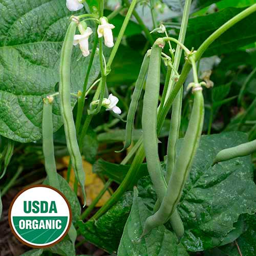 Bean (Bush) 'Empress' - Seed Savers Exchange - Organic