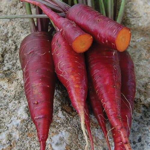 Carrot 'Dragon' - Seed Savers Exchange