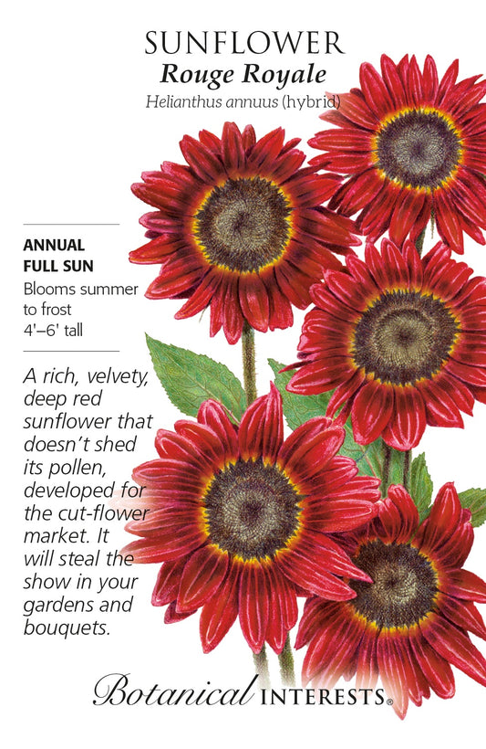 Sunflower 'Rouge Royale' - Botanical Interests® - Hybrid