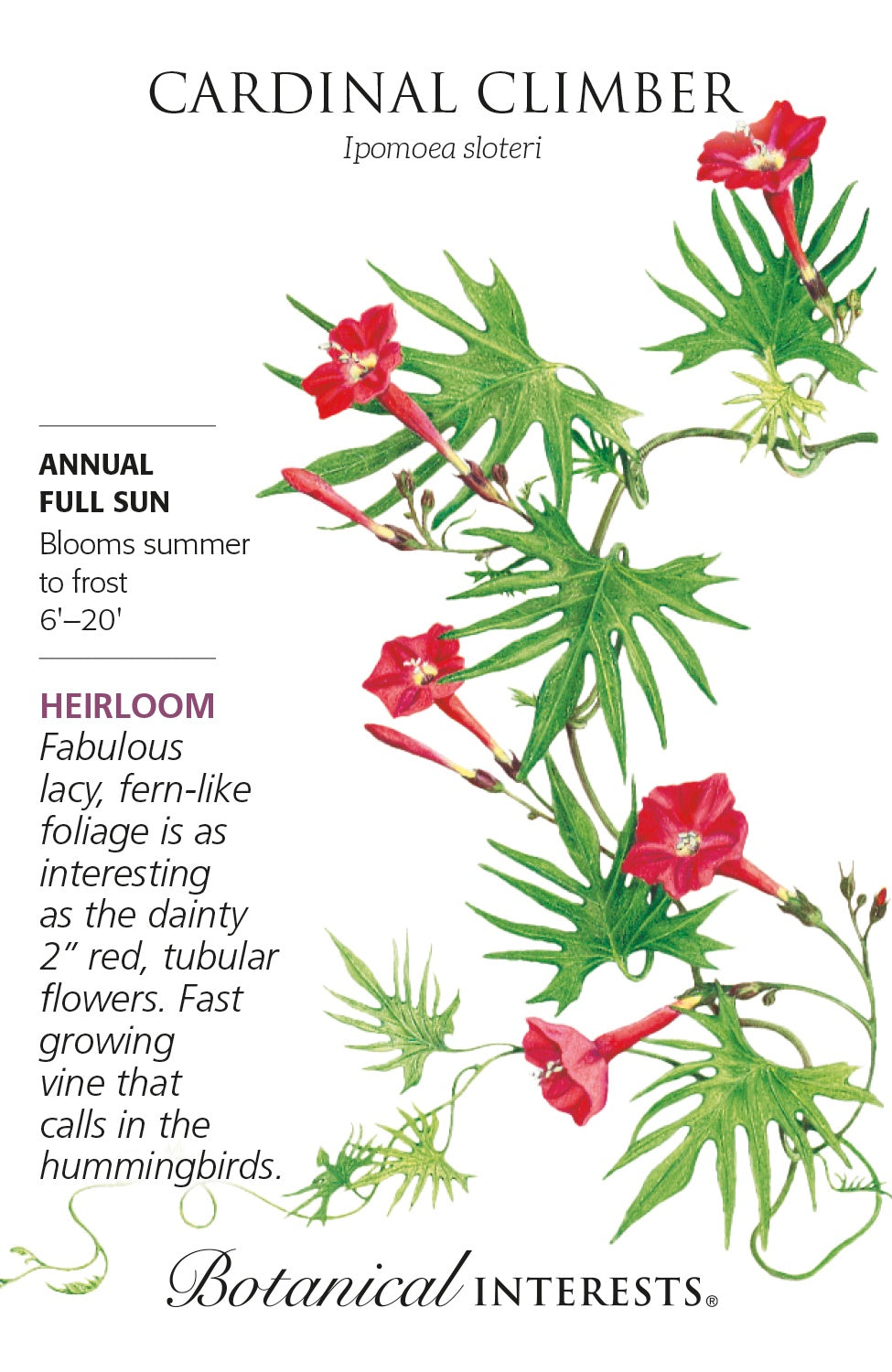 Cardinal Climber Vine - Botanical Interests®