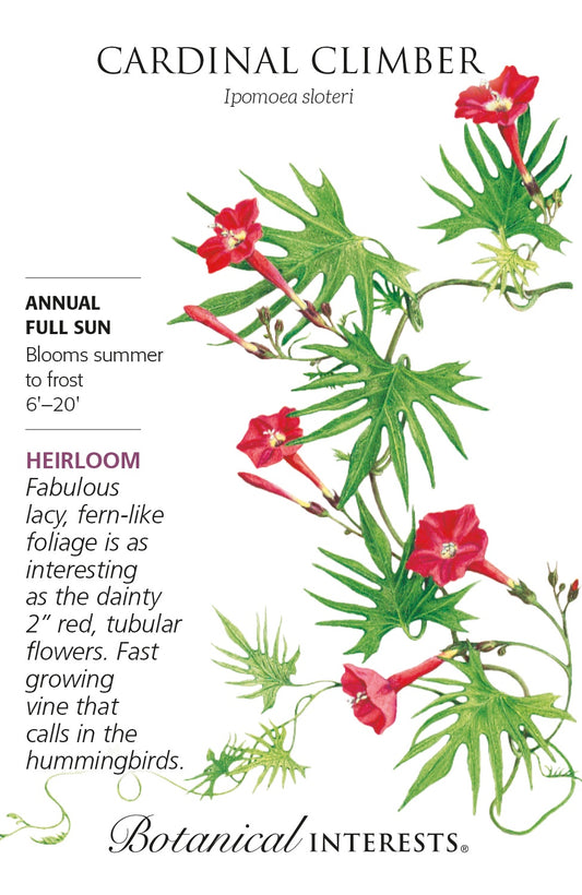 Cardinal Climber Vine - Botanical Interests®