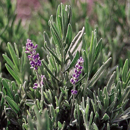 Lavender 'English' - Seed Savers Exchange