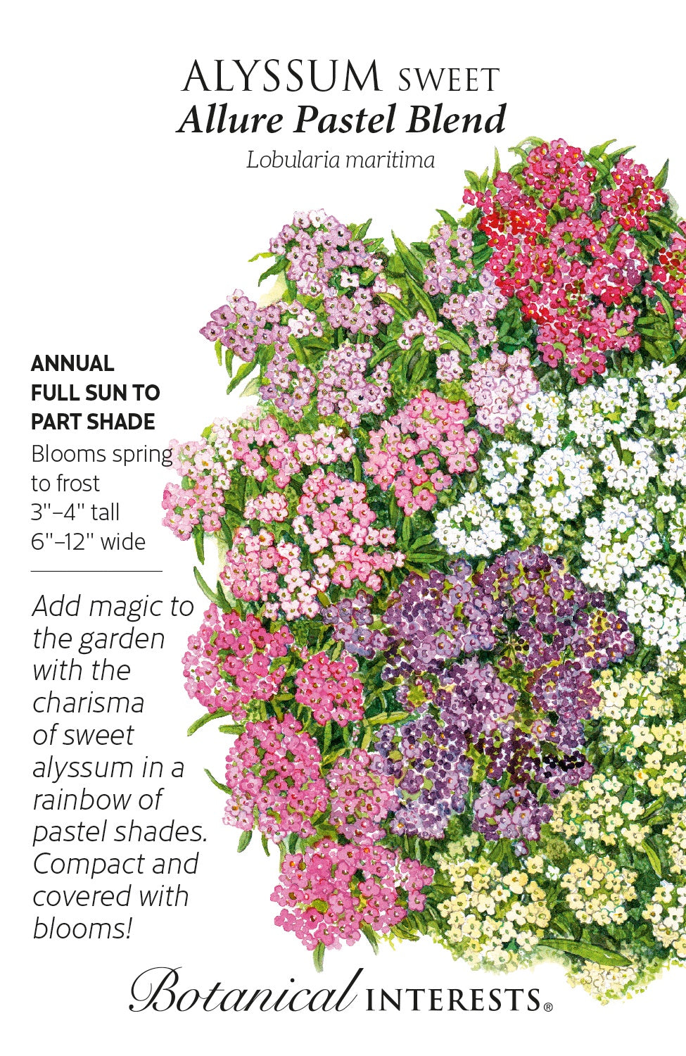 Alyssum (Sweet) 'Allure Pastel Blend' - Botanical Interests®