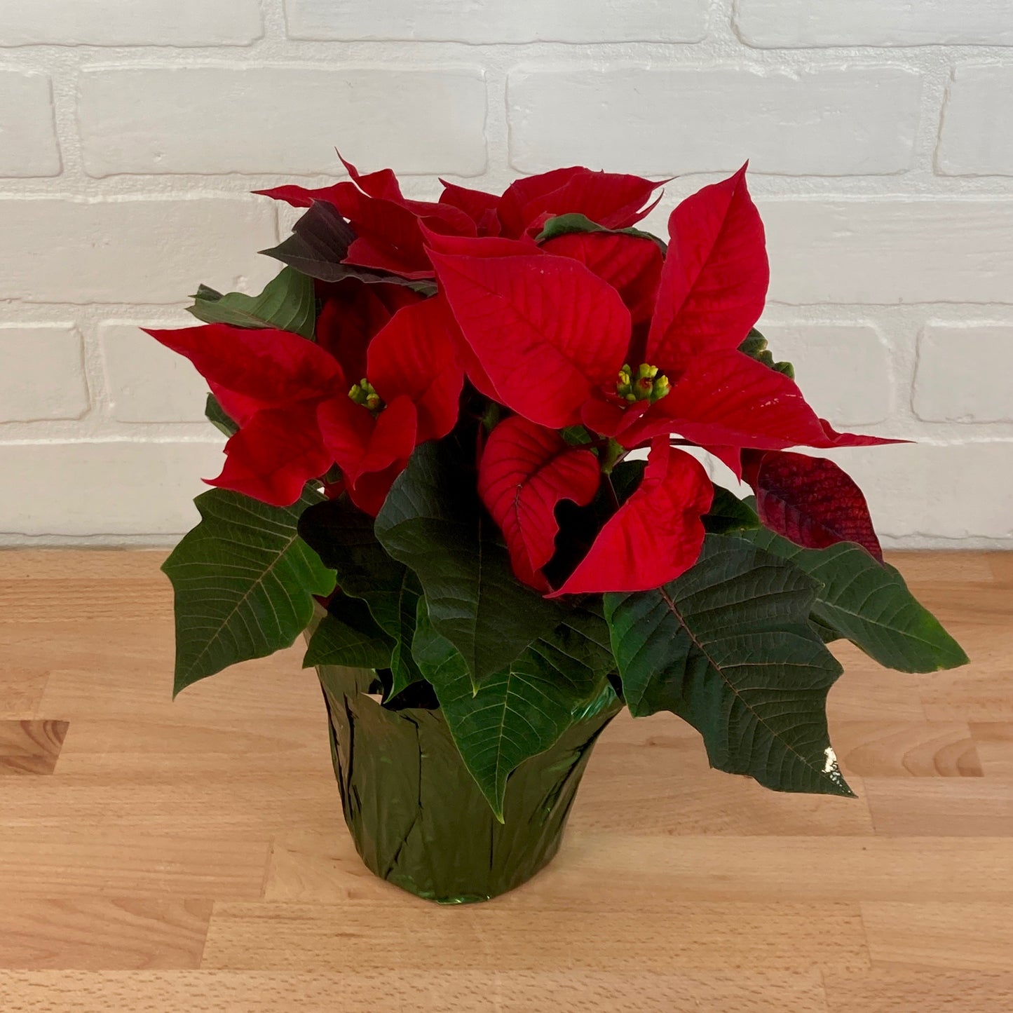 Poinsettia - Small 4.5in - Red