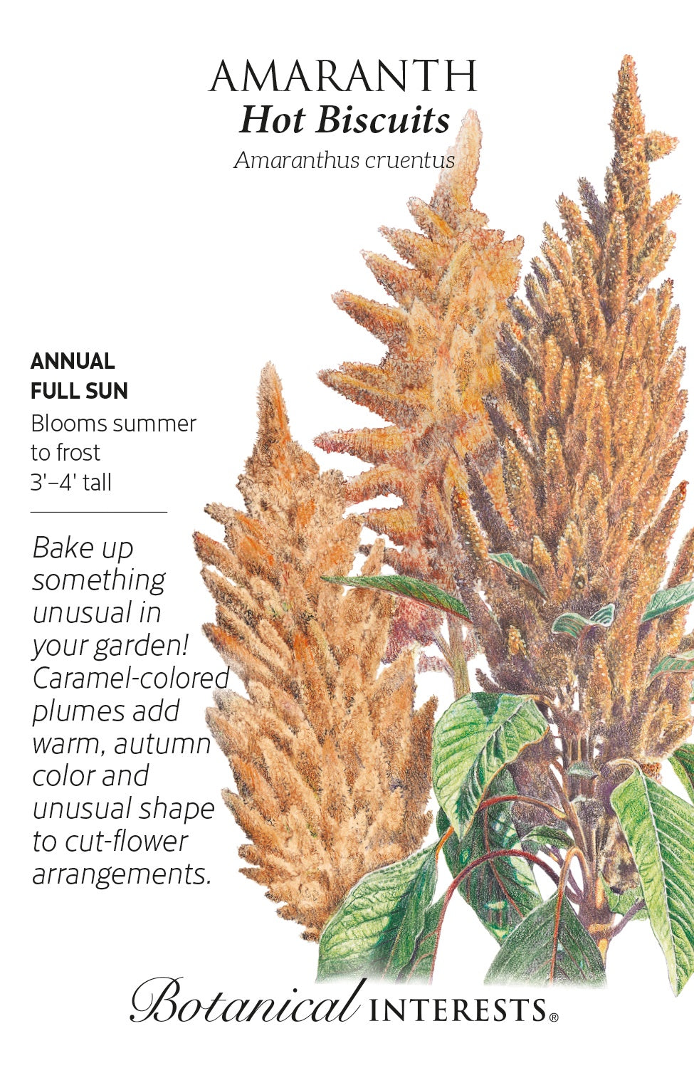 Amaranth 'Hot Biscuits' - Botanical Interests®