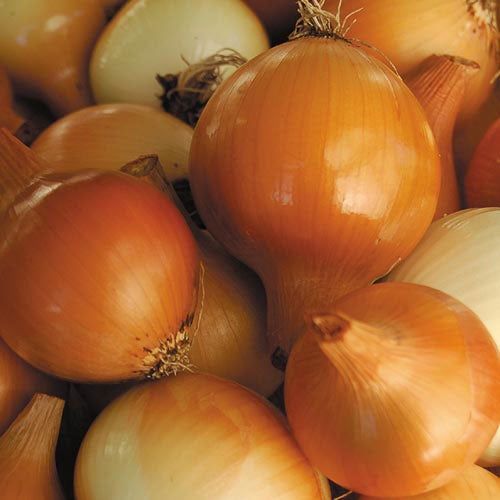 Onion 'Yellow of Parma' - Seed Savers Exchange