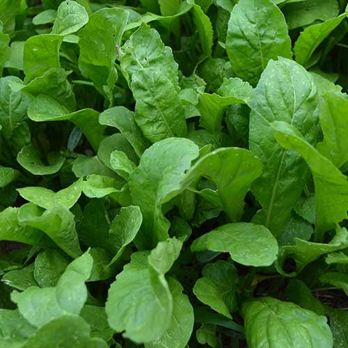 Arugula 'Apollo' - Seed Savers Exchange