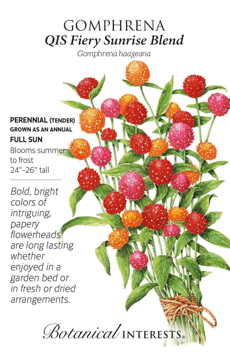 Gomphrena 'QIS Fiery Sunrise Blend' - Botanical Interests®