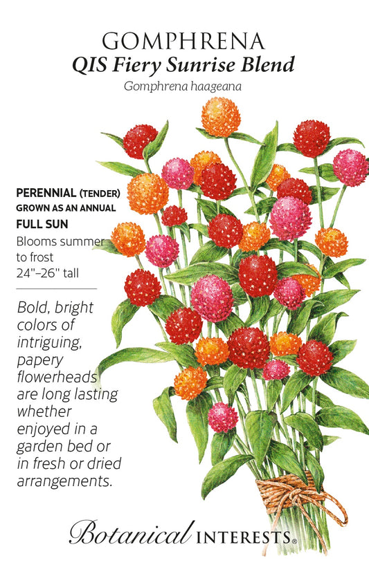 Gomphrena 'QIS Fiery Sunrise Blend' - Botanical Interests®