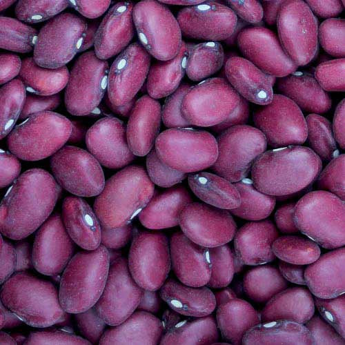 Bean (Bush) 'Hidatsa Red' - Seed Savers Exchange