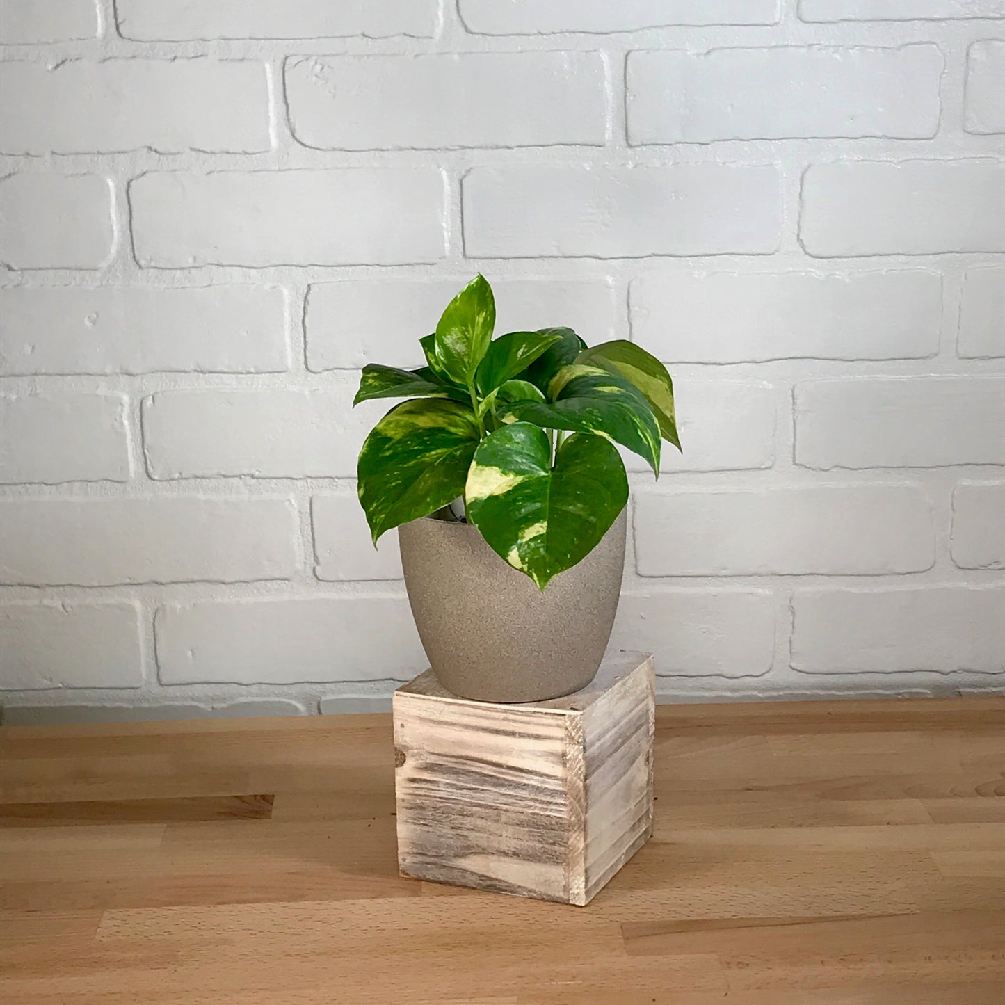 Pothos - 3in - LB