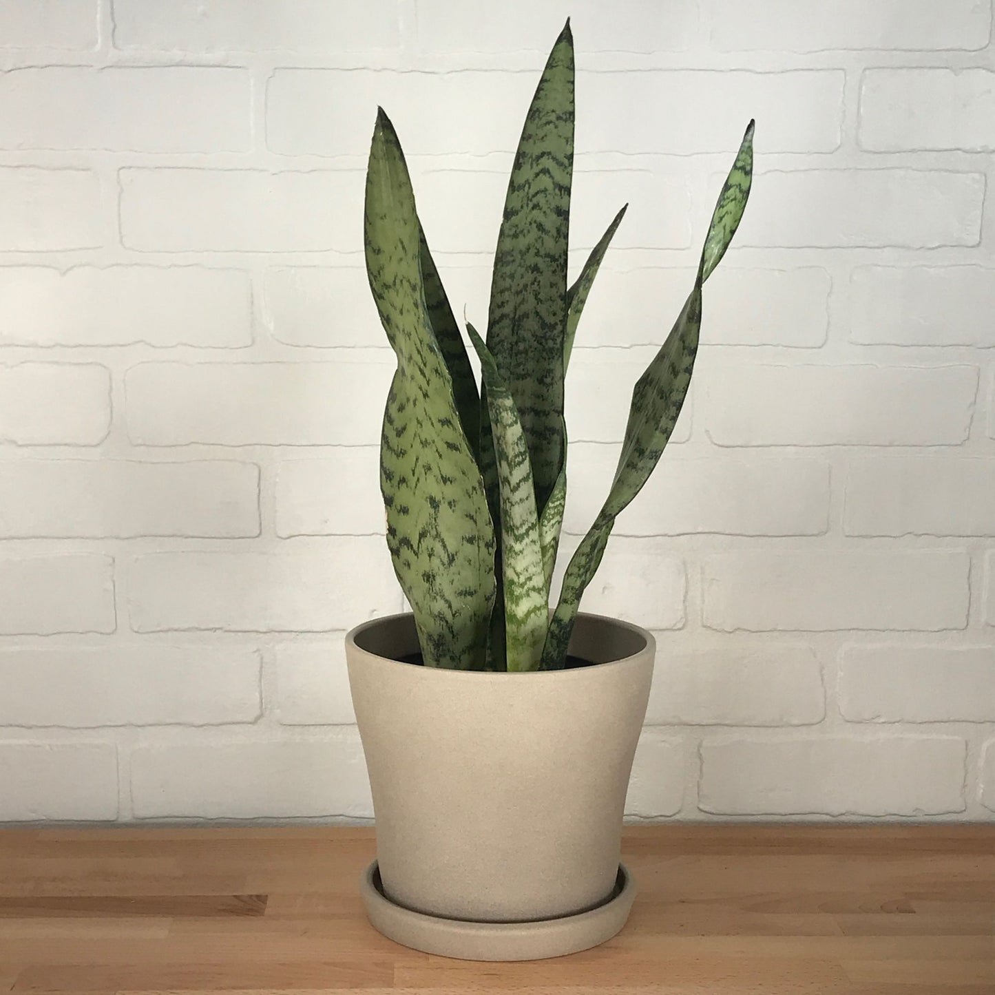 Sansevieria zeylanica - 6in - LB
