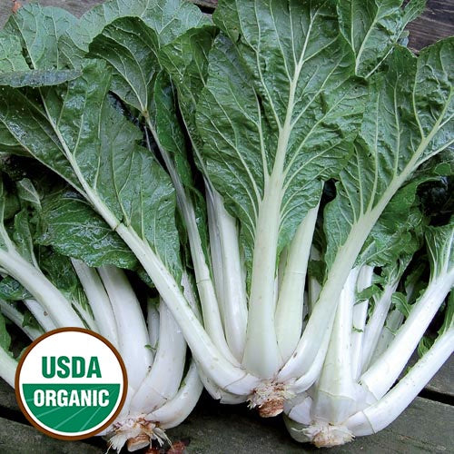 Asian Green 'Prize Choy' - Seed Savers Exchange - Organic