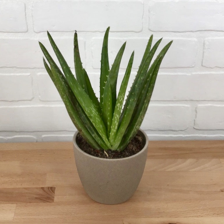 Aloe Vera - 4in - LB