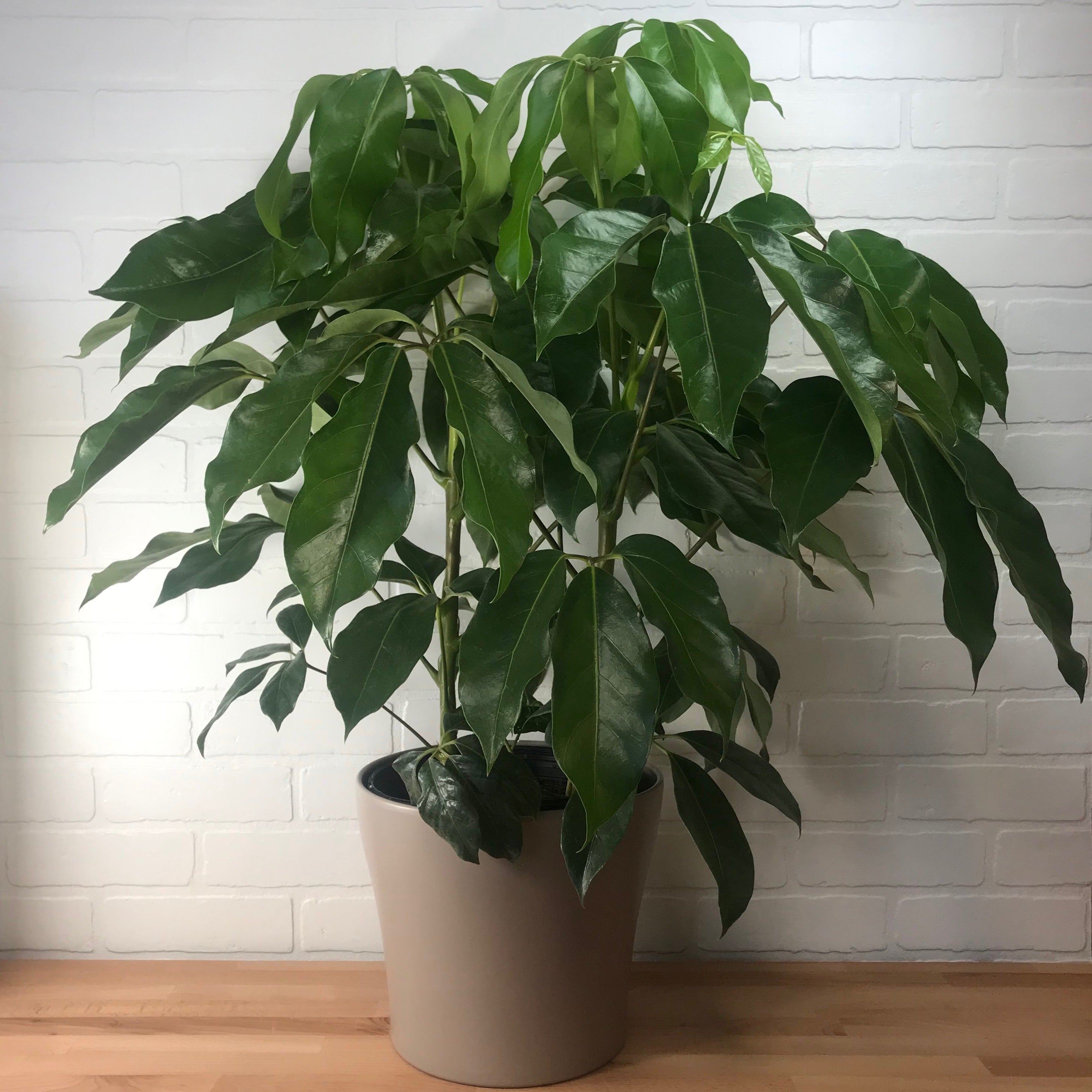 Schefflera 'Amate' - 8in - LB – Mother Earth Gardens