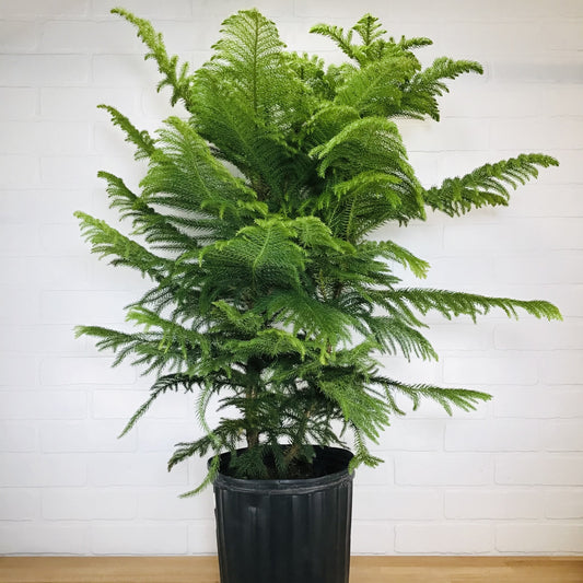 Norfolk Island Pine - 10in - LB